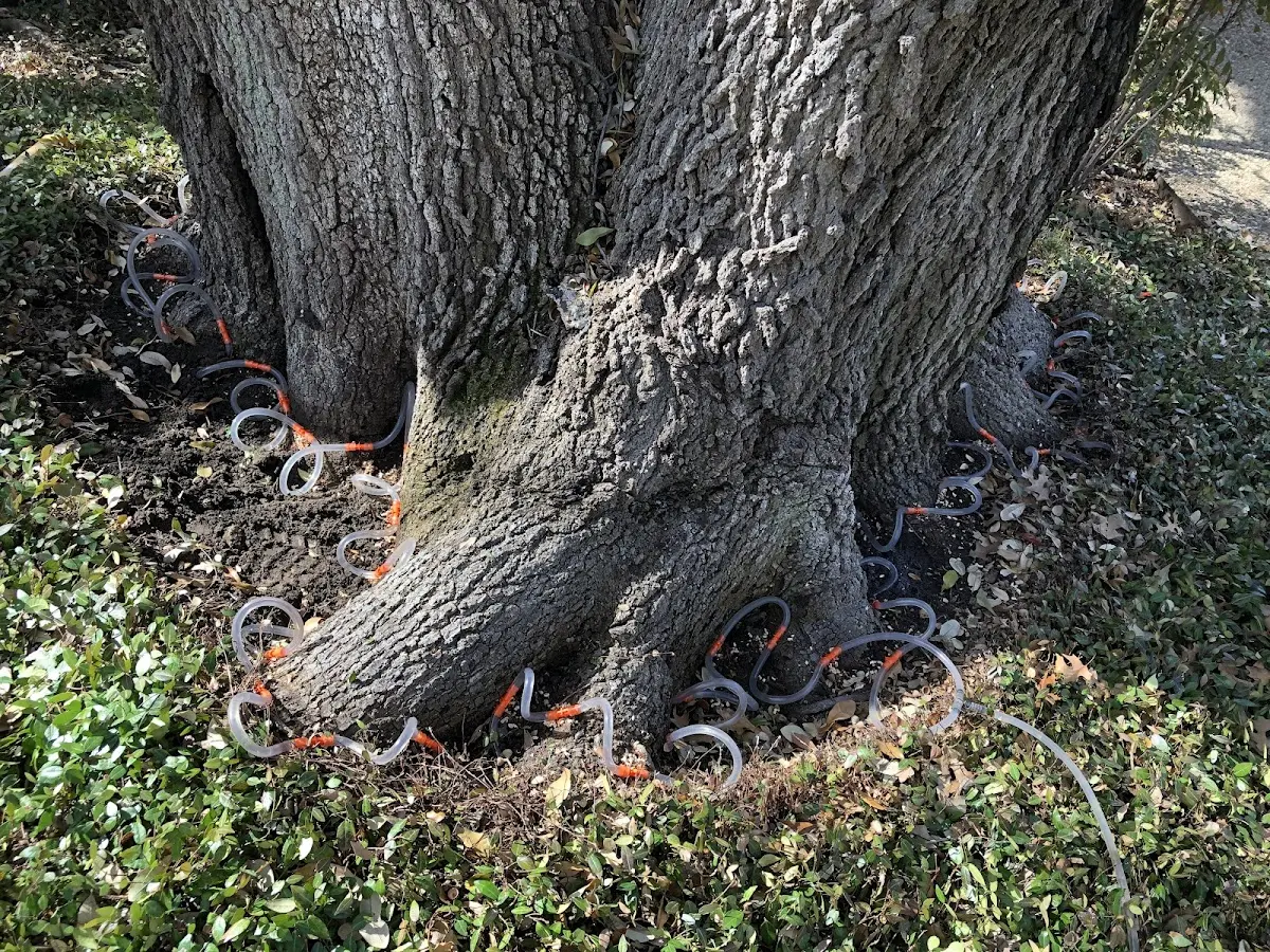 Detailed Tree Cabling and Bracing job site in Kingsford Heights