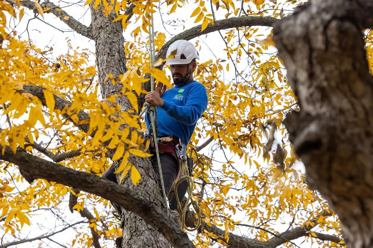 Skilled Tree Pruning crew working in Kingsford Heights