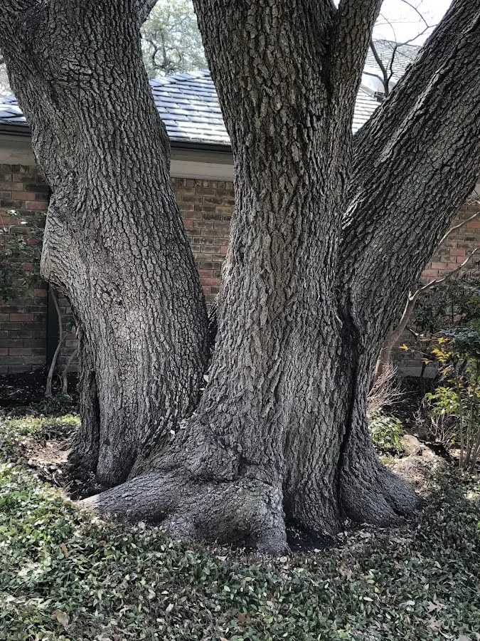 Mature heritage tree close to a Kingsford Heights property cared for by certified arborists
